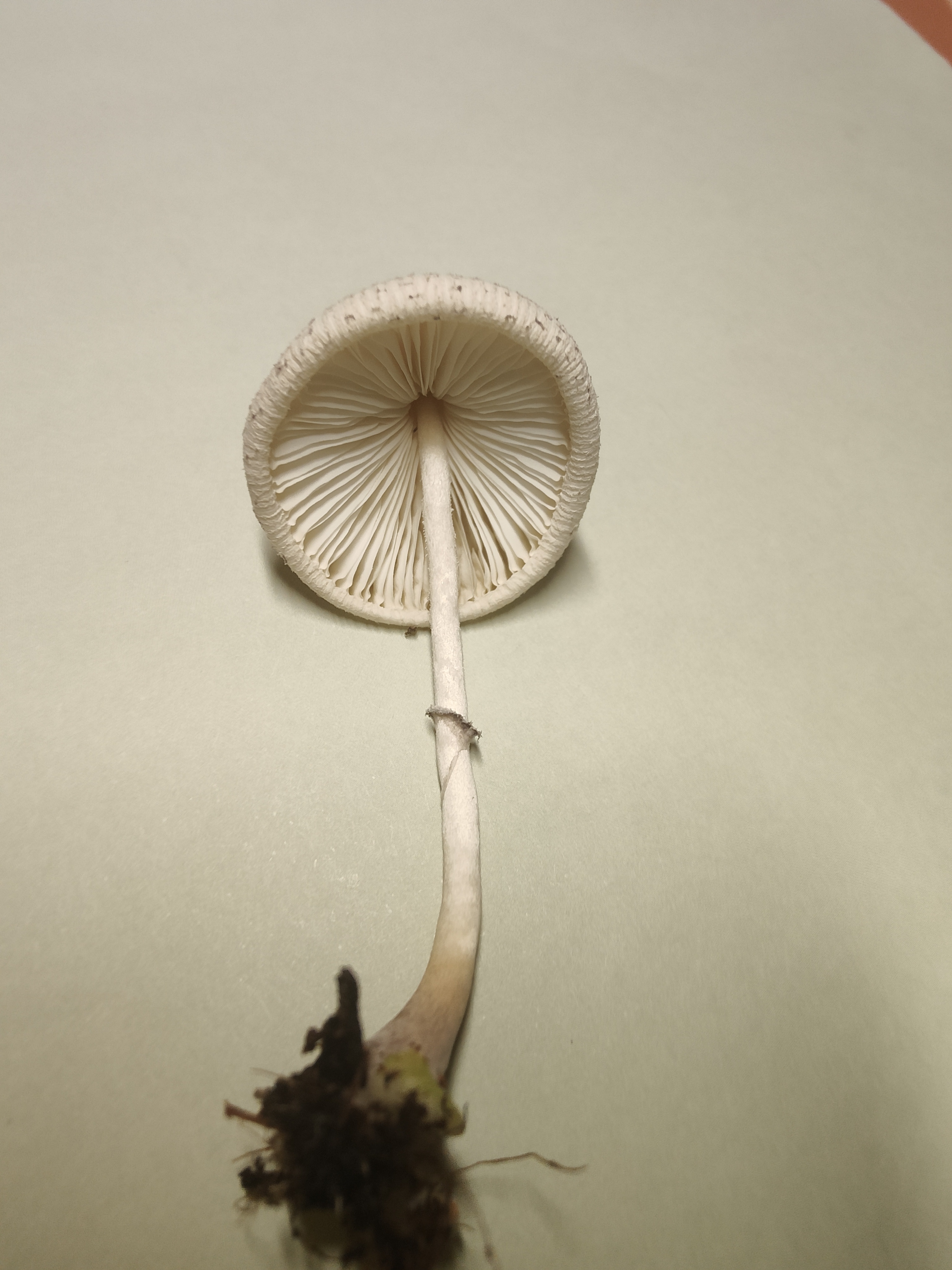 mushroom-image